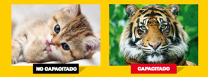 Fundaes_aviso_con-banners-2014_02gatos-300x112